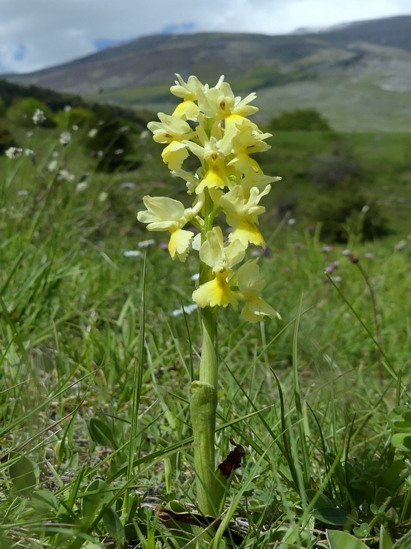 Prima fioritura di orchidee a Palena nel Parco Nazionale della Majella - maggio 2022.